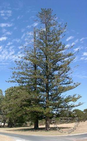 POORE, Bertie - Memorial, Woodman Point
